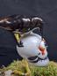 Preview: Rabe Totenkopf