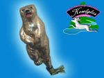 Russischer Tanzbär am Zwicker - Goldschimmer